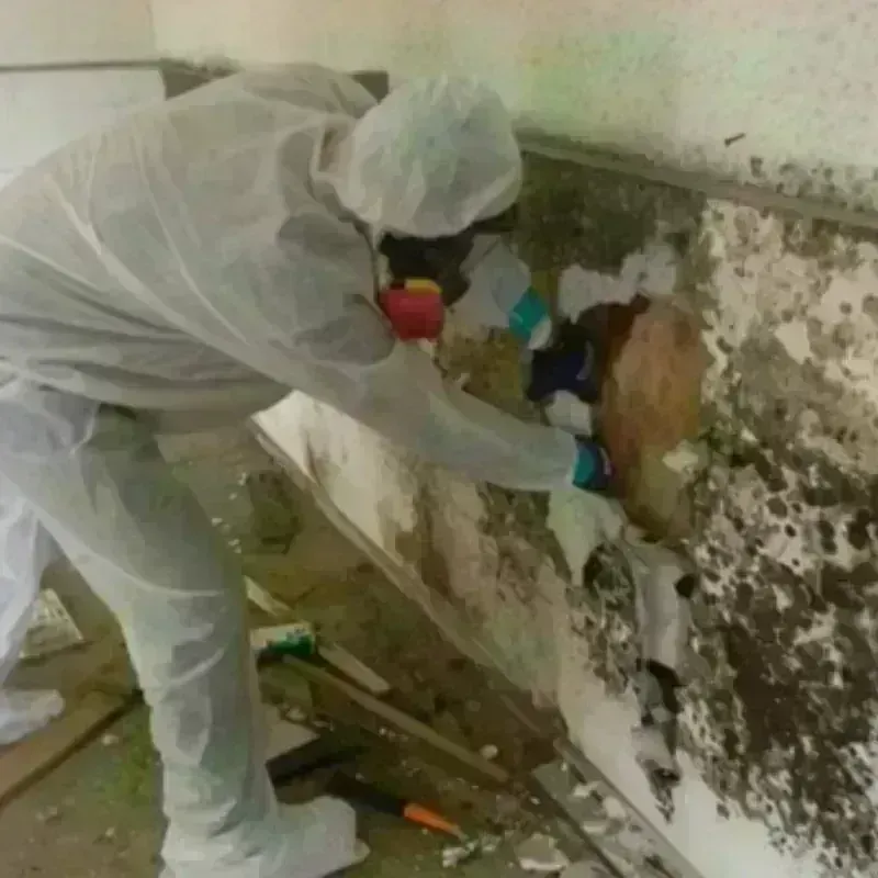 Mold Remediation and Removal in North Tonawanda, NY